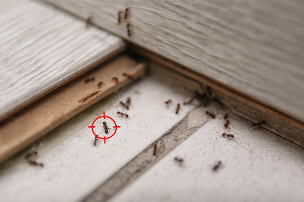 Best Termite Control Services  in North Muskegon, MI