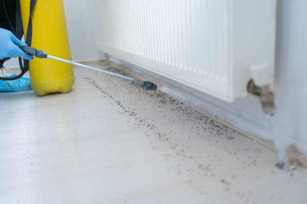 Best Flea Control Services  in North Muskegon, MI